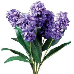 Hyacinth Bush x5, 18