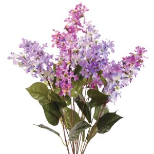 Lilac Bush x12, 20.5