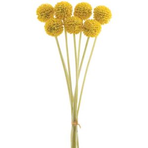 Billy Button Bundle x7, 13