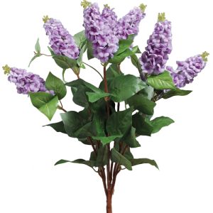 Italian Lilac Bush x7, 23