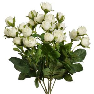 Sweetheart Rose Bush x7, 12