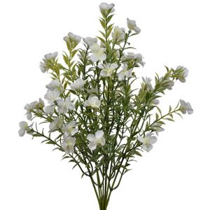 Waxflower Bush x7, 13.75