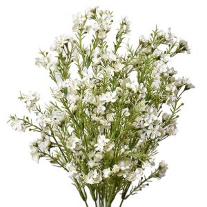 Waxflower Bush x12, 19