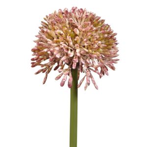 Allium Stem 17.5