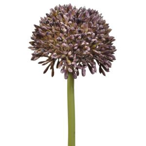 Allium Stem 17.5
