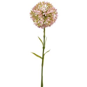 Allium Spray 21