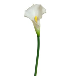 Calla Lily Stem 21