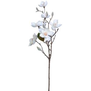 Magnolia Spray 25