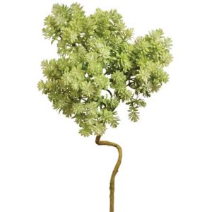 Sedum Spray 18x8