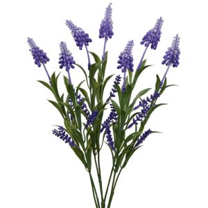 Value Grape Hyacinth Bush x7, 16.5
