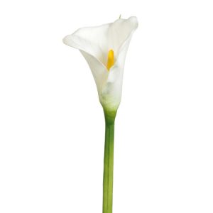 Large Calla Lily Stem 33