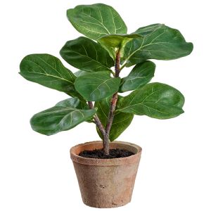 Fiddle Leaf Plant in Clay Pot 12