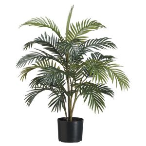 Areca Palm in Plastic Pot x4, 3' - Green