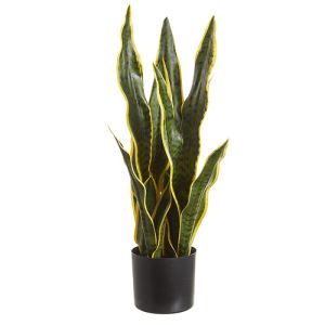 Special Order: Sansevieria Plant in Plastic Pot 28