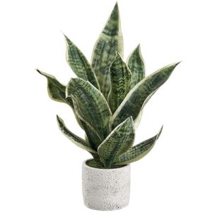 Sansevieria Plant in Cement Pot 18