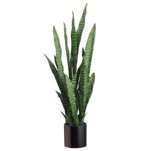 Sansevieria Plant in Black Pot 36