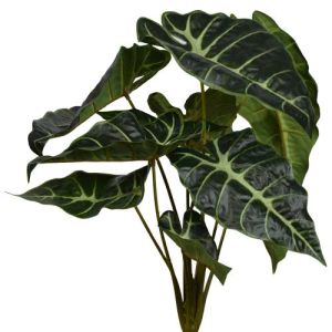 Elephant Ear Philo Leaf Bush x10, 16