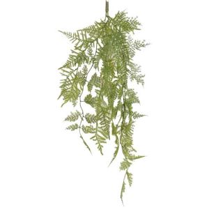 Hanging Asparagus Fern Bush x3, 29