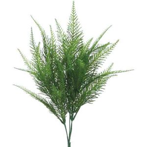 Australia Fern Bush x5, 15
