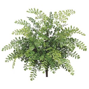 UV-Protected Maidenhair Fern Bush x9, 19