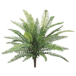 UV-Protected Boston Fern Bush x9, 19