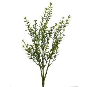Mini Myrtle Bush x3, 15