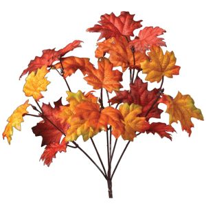 Maple Leaf Bush x6, 13