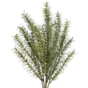 Rosemary Bush x5, 18