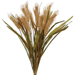 Wheat Bush x12, 20