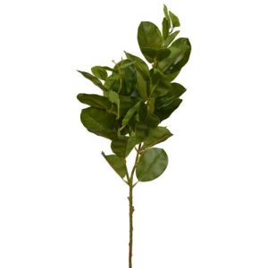 Oriental Ficus Spray x2, 31