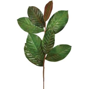 Magnolia Leaf Spray 26
