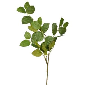 Salal Leaf Spray 45.5