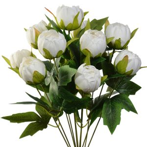 Mini Peony Bush x12, 18