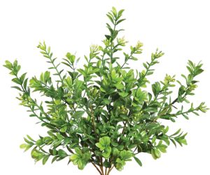 PWB2030- Our boxwood greenery bush has 6 stems and is available in 2 vibrant colors.