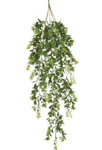 Boxwood hanging bush 32