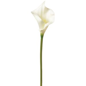 Calla lily stem-white. Real touch 24