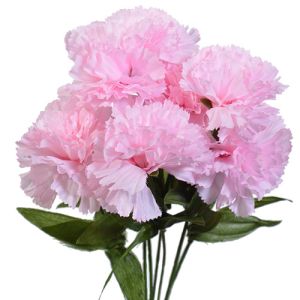 Value Carnation Bush x7, 13