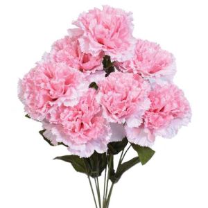Premium Carnation Bush x7, 18.5