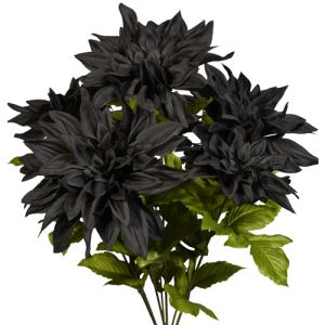 Dahlia Bush x7, 19