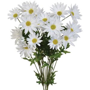 Daisy Bush x4, 21