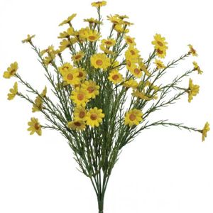 Mini Daisy Bush x7, 15