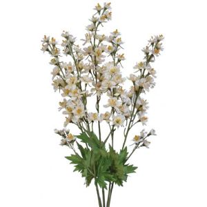 Delphinium Bush x5, 22.5