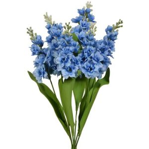 Delphinium Bush x6, 21