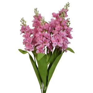 Delphinium Bush x6, 21