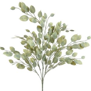 Silver Dollar Eucalyptus Bush x6, 23
