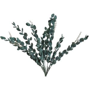 Eucalyptus Bush x11, 19