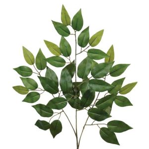 Ficus Spray 22