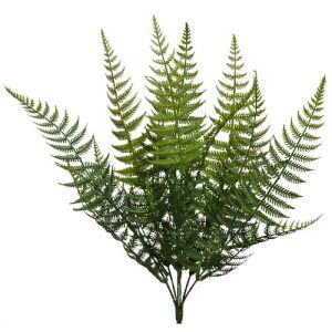 Lace Fern Bush x6, 16