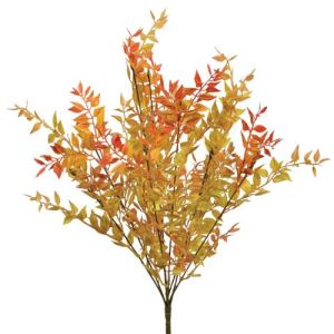 Mexican Fern Bush x9, 20