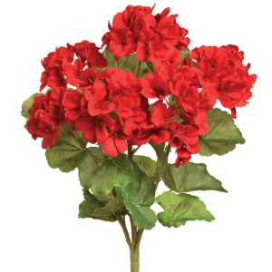 Geranium Bush x5, 17